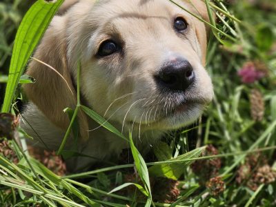 Beautiful Golden Retriever X Puppies