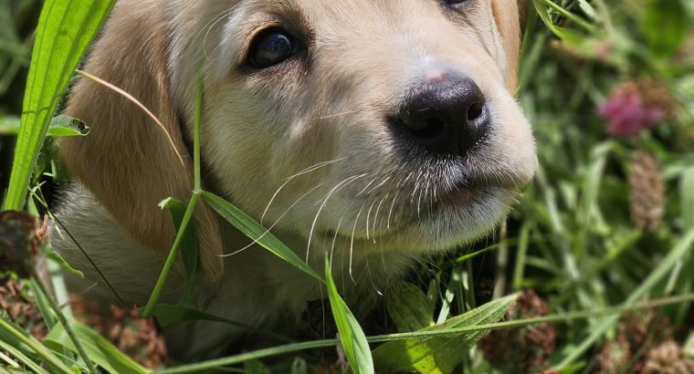 Beautiful Golden Retriever X Puppies