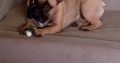 French Bulldog in Athy – IKC Registered