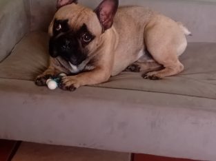 French Bulldog in Athy – IKC Registered