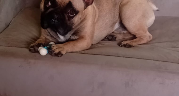 French Bulldog in Athy – IKC Registered