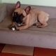 French Bulldog in Athy – IKC Registered