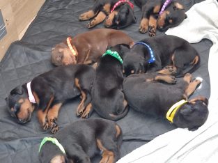 Doberman Pups for sale
