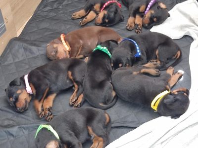 Doberman Pups for sale