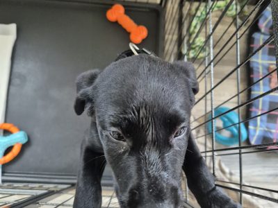 Stunning purebred labrador for sale