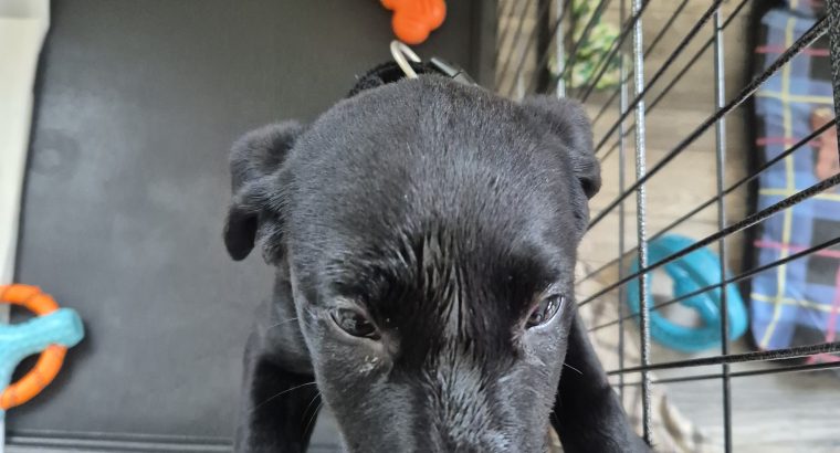 Stunning purebred labrador for sale