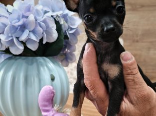 Russian Toy Terrier (mini)