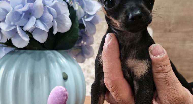 Russian Toy Terrier Puppies in Navan