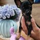 Russian Toy Terrier Puppies in Navan
