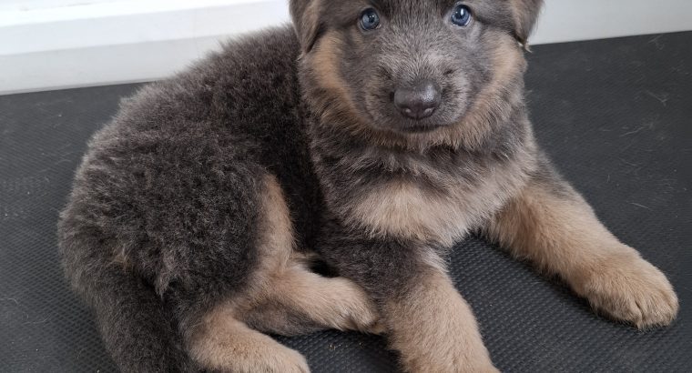 X2 Female German Shepard