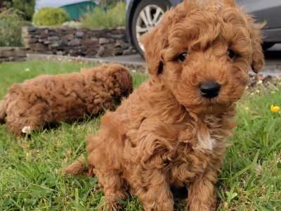Red Miniature Poodle puppies