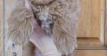 Cavapoo Pups
