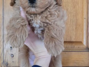 Cavapoo Pups
