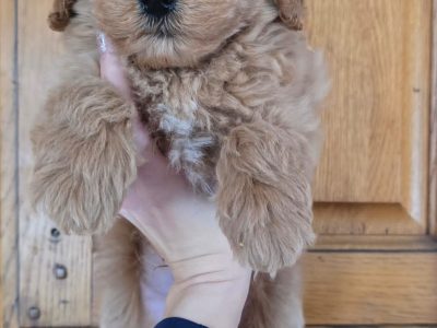 Cavapoo Pups