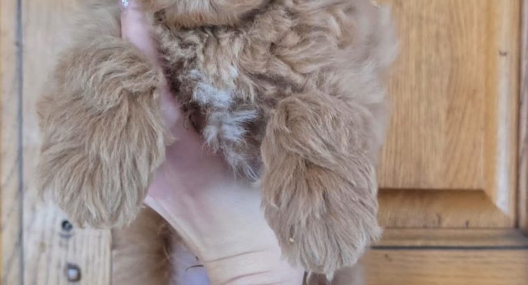 Cavapoo Pups