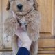 Cavapoo Pups