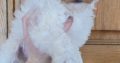 Cavapoo Pups