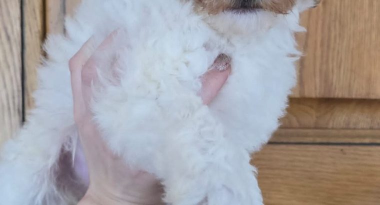 Cavapoo Pups