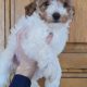 Cavapoo Pups
