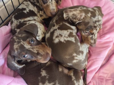 Miniature Dappled Dachshunds in Arklow