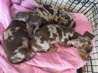 Beautiful miniature Dappled Dachshunds