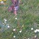 Teacup Chihuahua 17 weeks old