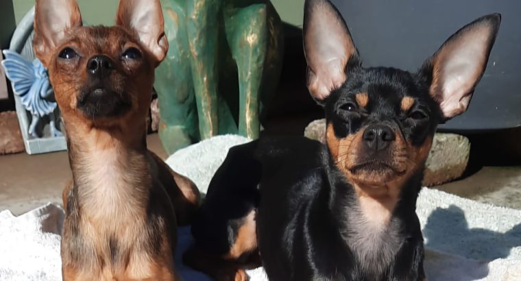 Russian toy Terriers