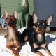 Russian toy Terriers