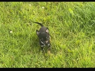 Teacup Chihuahua 17 weeks old