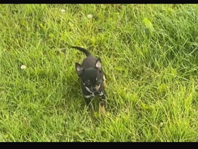 Teacup Chihuahuas for Sale in Knocklyon