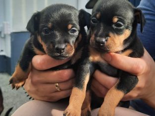 Russian toy Terriers