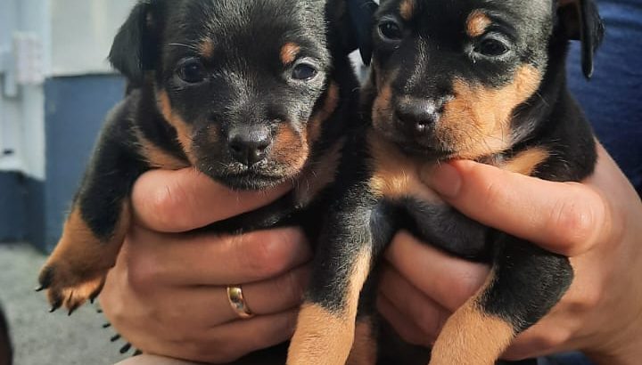 Russian toy Terriers