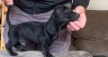 Miniature Dachshund Puppies for Sale in Cavan