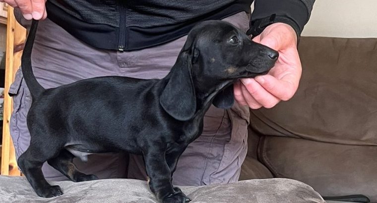 Miniature Dachshund Puppies for Sale in Cavan