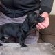 Miniature Dachshund Puppies for Sale in Cavan