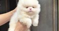 Pomeranian Puppies for Sale in Dublin – IKC Registered