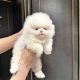 Pomeranian Puppies for Sale in Dublin – IKC Registered