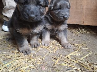 X2 Female German Shepard