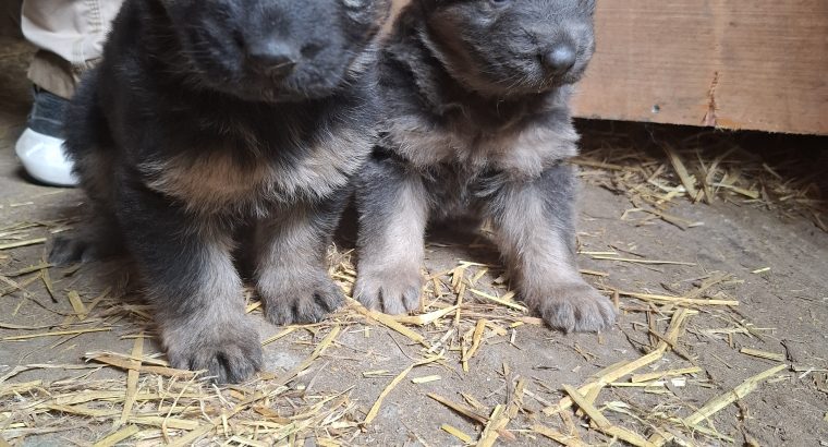 X2 Female German Shepard