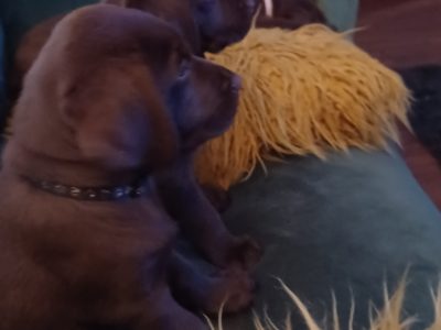 chocolate labrador puppies for sale in donegal