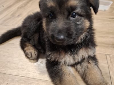 X2 Female German Shepard