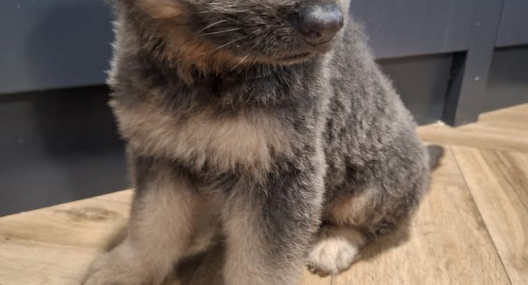 X2 Female German Shepard
