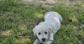 Beautiful Golden Retriever X Puppies