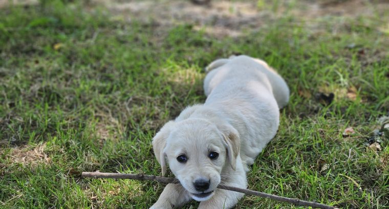 Beautiful Golden Retriever X Puppies
