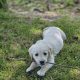 Beautiful Golden Retriever X Puppies