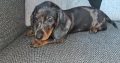 Male dachshund