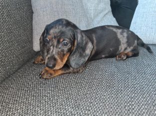 Male dachshund