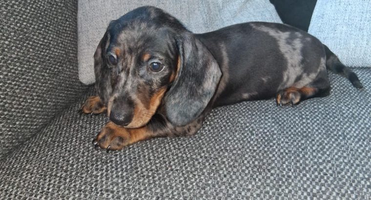 Male dachshund