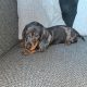 Male dachshund