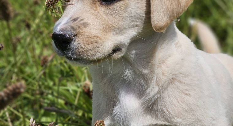 Beautiful Golden Retriever X Puppies